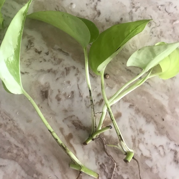 5 Rooted Starter Neon Pothos - Picture 7 of 11